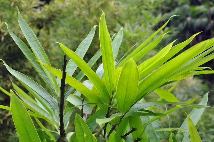 (学名: i>indocalamus herklotsii /i> mcclure)是禾本科,箬竹属植物