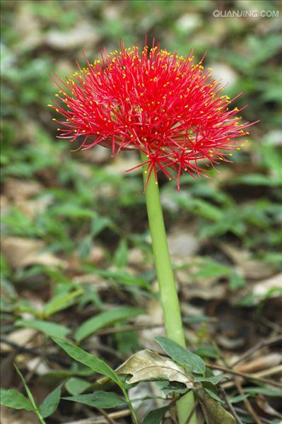 网球花