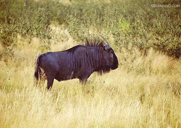  p>水牛(学名:bubalus bubalus,英文名称:asian buffalo)也叫印度水牛
