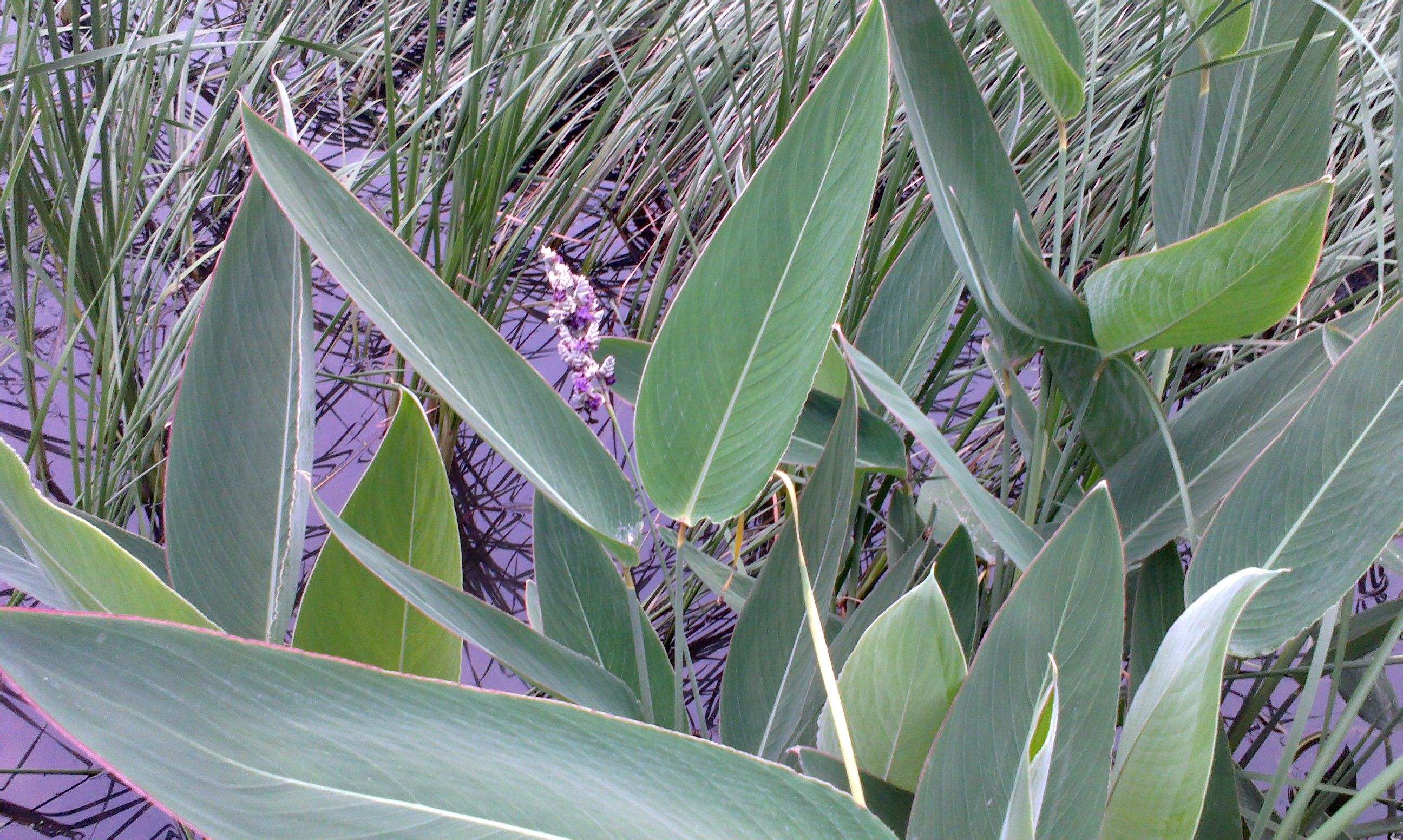  p>再力花(学名: i>thalia /i>  i>dealbata  /i> fraser): a target=