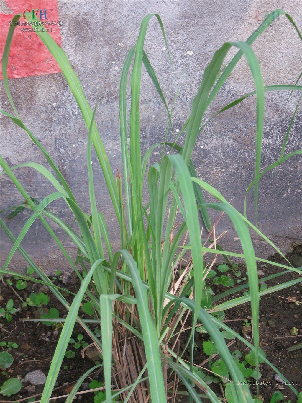 id="1381805">圆锥花序 /a>;颖等长;不孕花雄性或中性,外稃无芒或有芒