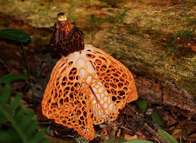  p data-id="gnx50mz2s6">子实体(fruiting body,sporocarp,fruct