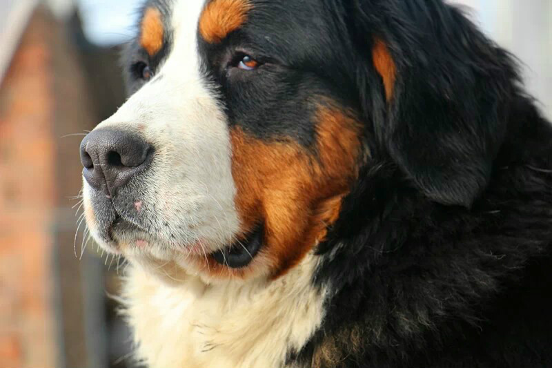 属于 a href="#">大型犬, /a>三色,长腿.