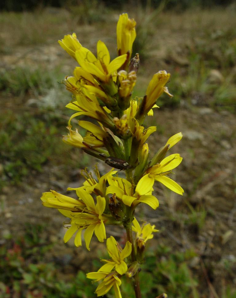 id="2659935">菊科 /a> a target="_blank" href="/item/还阳参属