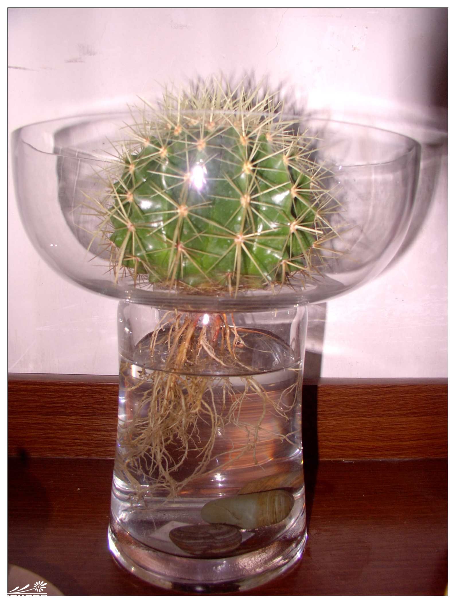 经过水培技术的培育长出水培根从而适应水环境的仙人球