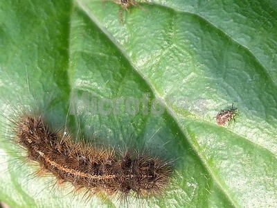  p>赤松毛虫(dendrolimus spectabilis)是 a href="#" data-lemmaid="