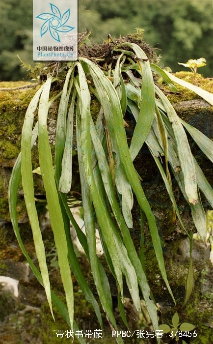  p>带状书带蕨分布于 a href="#" data-lemmaid="162679">广西 /a>(凌