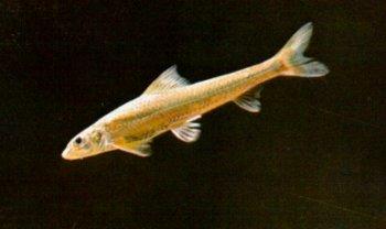  p>光唇蛇鮈, i>saurogobio gymnocheilus  /i>(lo,yao et chen, 1977