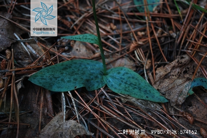  p>二叶兜被兰(学名: i>neottianthe cucullata /i>  (l.) schltr.