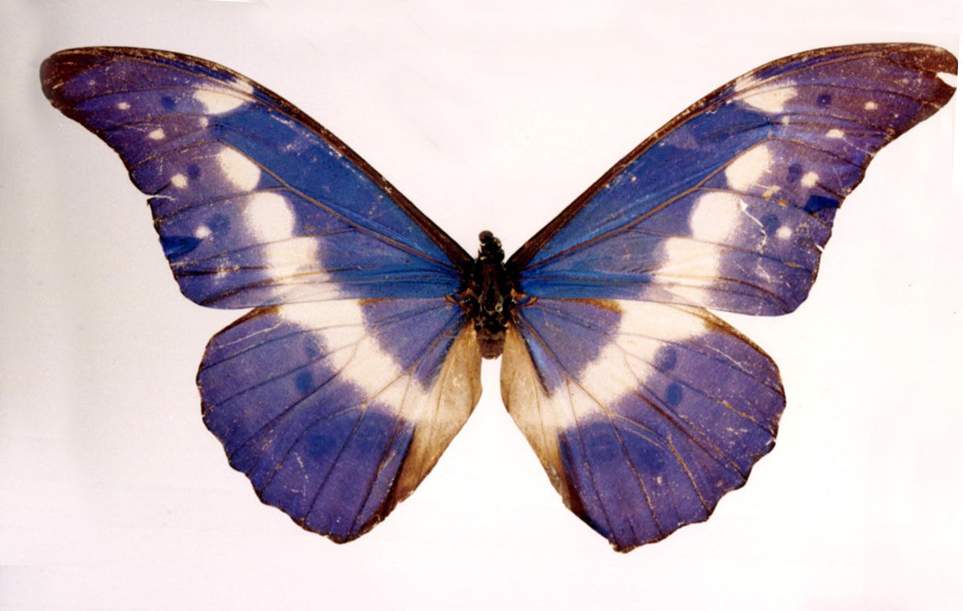  p>光明女神闪蝶(学名: i>morpho helena /i>):是鳞翅目,闪蝶科,闪蝶