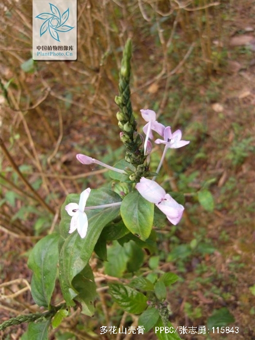  p> b>多花山壳骨 /b>(学名: i>pseuderanthemum polyanthum /i>)是爵