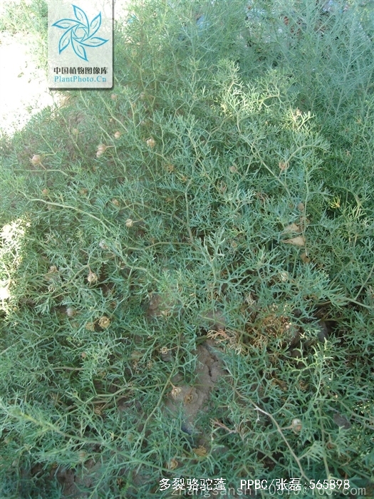  p>多裂骆驼蓬(学名: i>peganum multisectum /i> (maxim.) bobr.