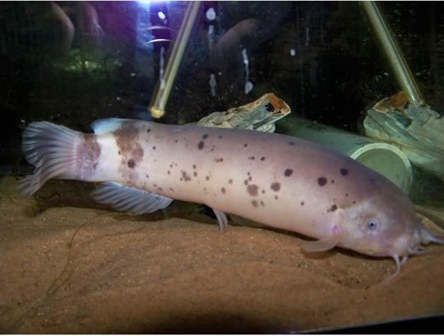 原产地非洲刚果河,生性凶猛,怕光,夜间活动频繁.