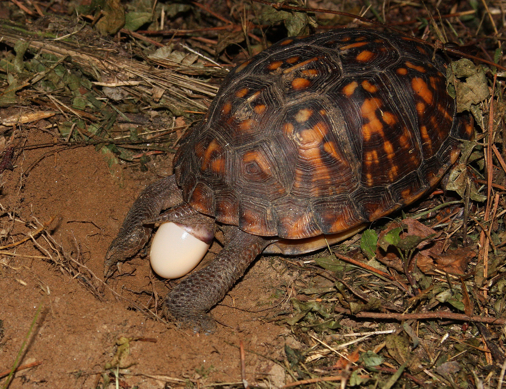  p>箱龟是几种水龟科(emydidae) a href="#" d