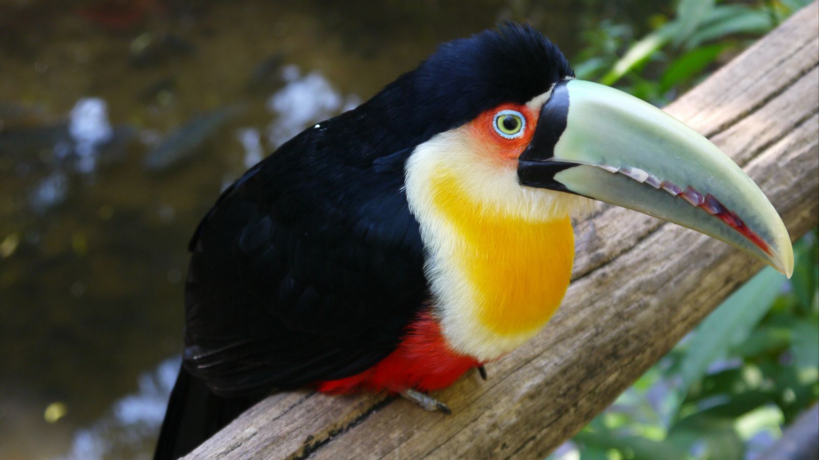  p>红胸巨嘴鸟(学名:ramphastos dicolorus )是中型 a href="#" data