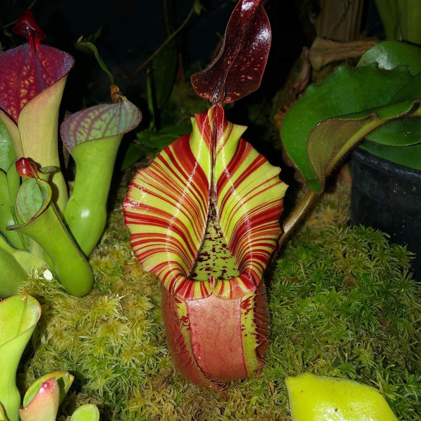  p> b>维奇猪笼草(nepenthes veitchii) /b>原产于婆罗洲.