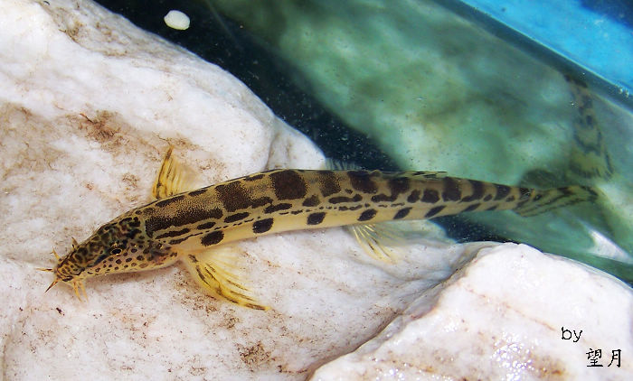 大斑花鳅