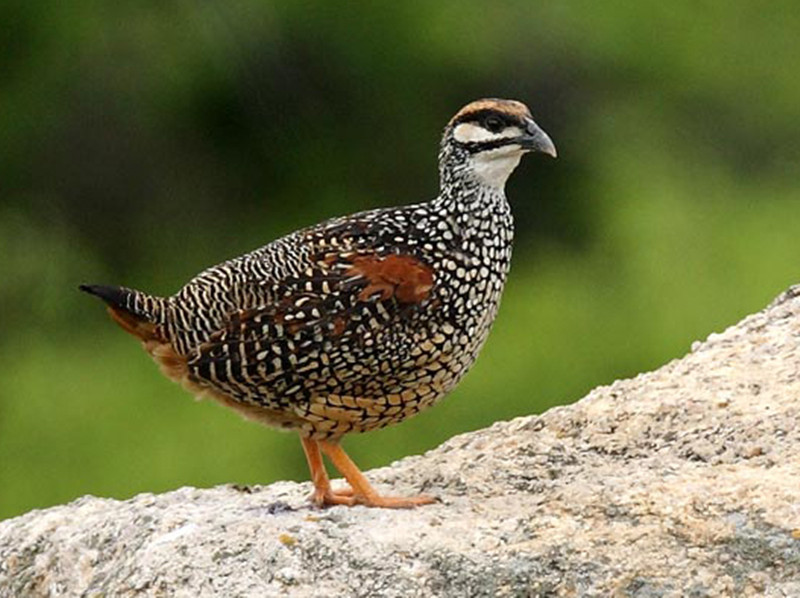 美国鹧鸪 全网资源