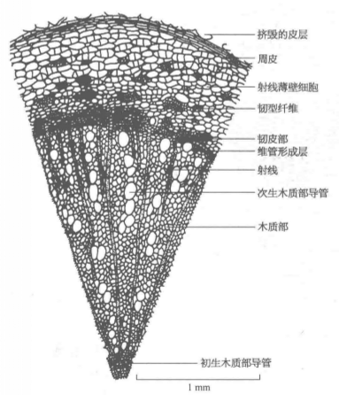 根的组织结构_百度百科
