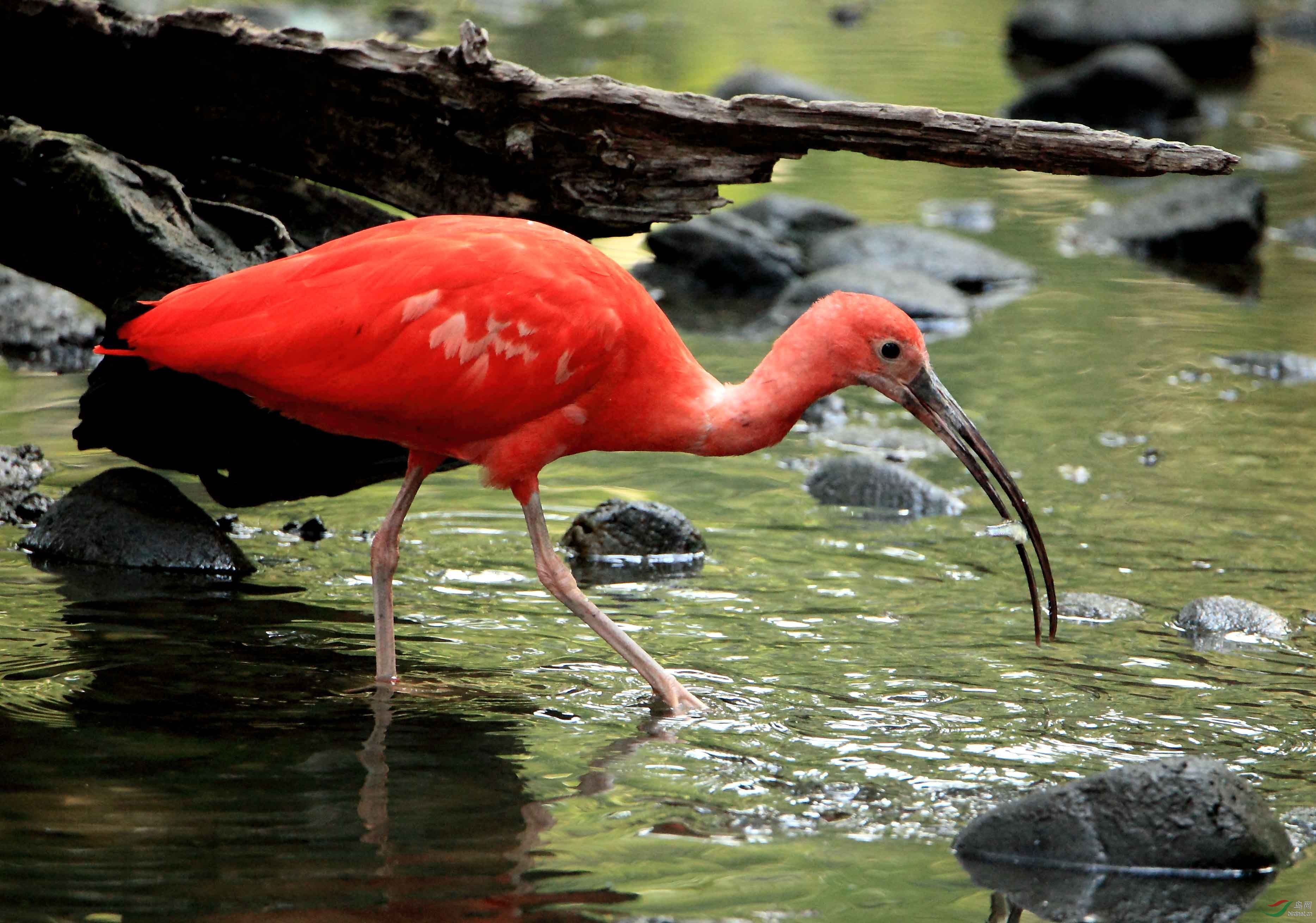  p>红鹳(学名: i>phoenicopterus roseus /i>)是红鹳科红鹳属的鸟类
