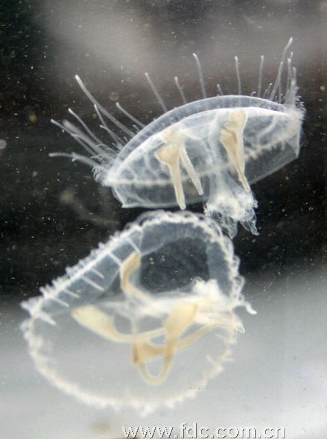  p>中华桃花水母(学名:craspedacusta sinensis)是一种生活在淡水中的