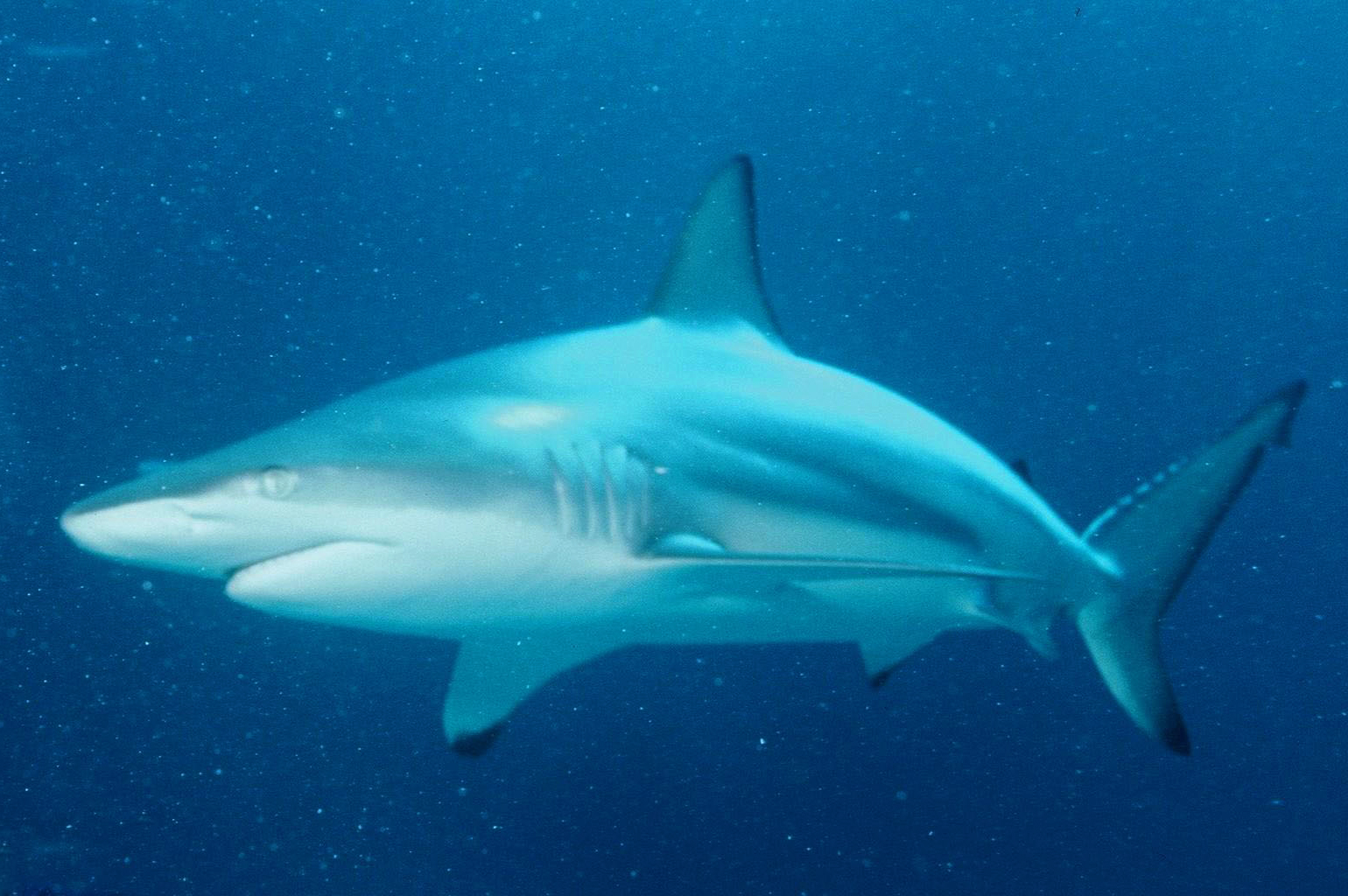  p>侧条真鲨(学名: i>carcharhinus limbatus /i>)是真鲨科,真鲨属的