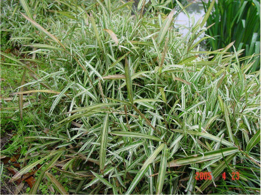  p>赤竹(学名: i>sasa longiligulata  /i>mcclure)是灌木状或低矮 a