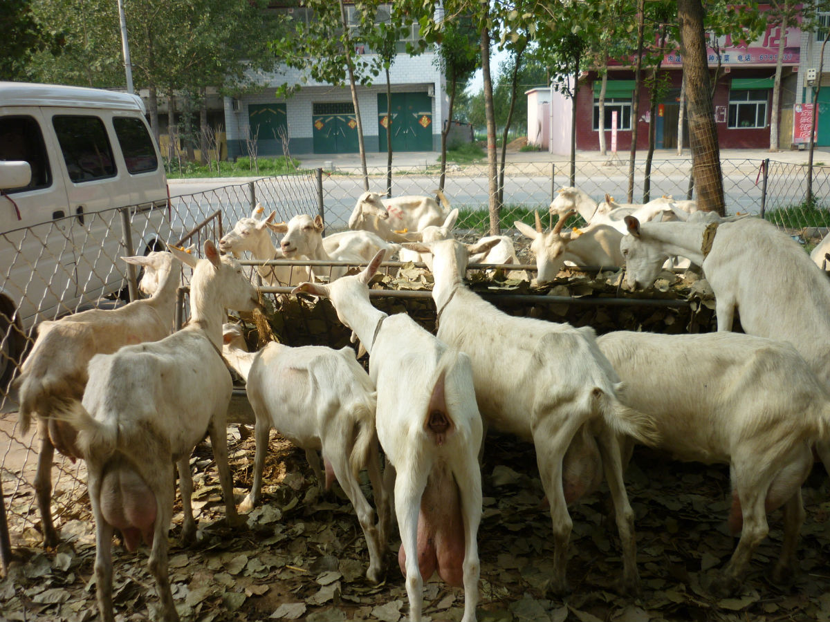 萨能奶山羊