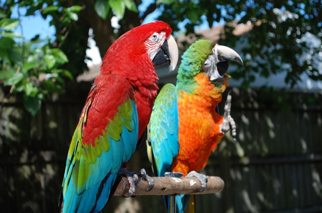 harlequin macaw