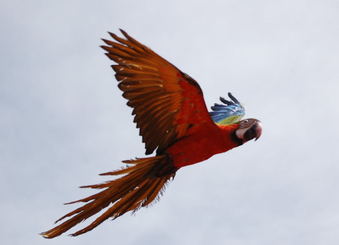  p>小丑金刚鹦鹉(harlequin   macaw):是由两种不同的 a>金刚鹦鹉 /a>