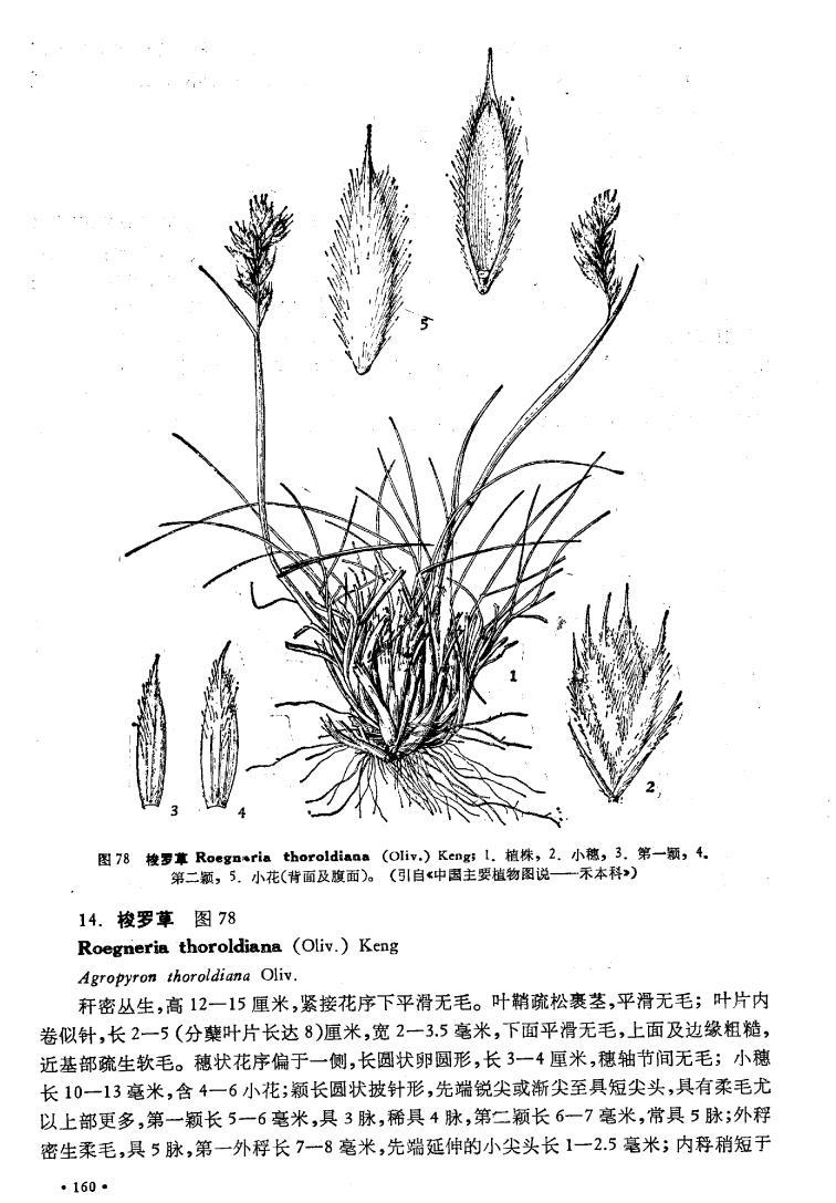  p>梭罗草(学名: i>roegneria thoroldiana /i> (oliv.