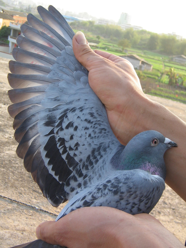 1659850">竞翔 /a>比赛的 a target="_blank" href="/item/鸽子/1256"