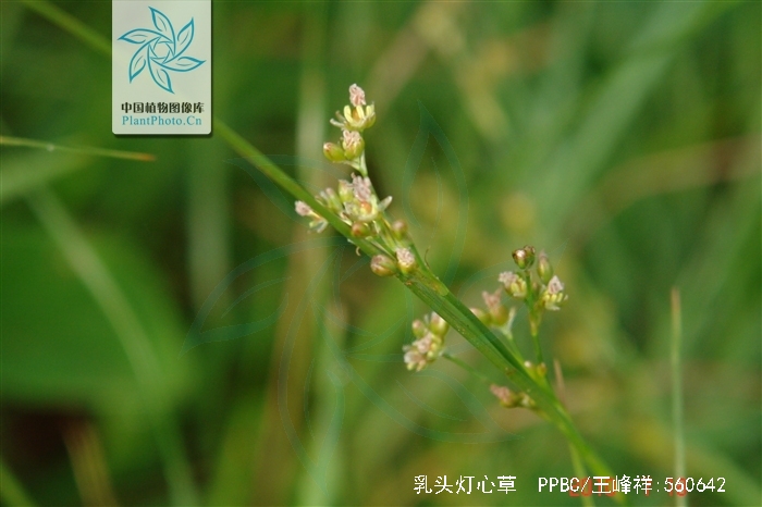  p> b>乳头灯芯草 /b>(学名: i>juncus papillosus /i>)为 a href="#"