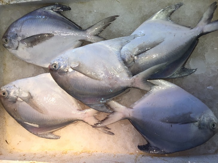 "4168393">经济鱼类 /a>,栖息深度在10-30公尺左右,体近圆形,侧扁而高