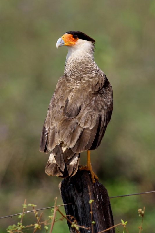 crested caracara