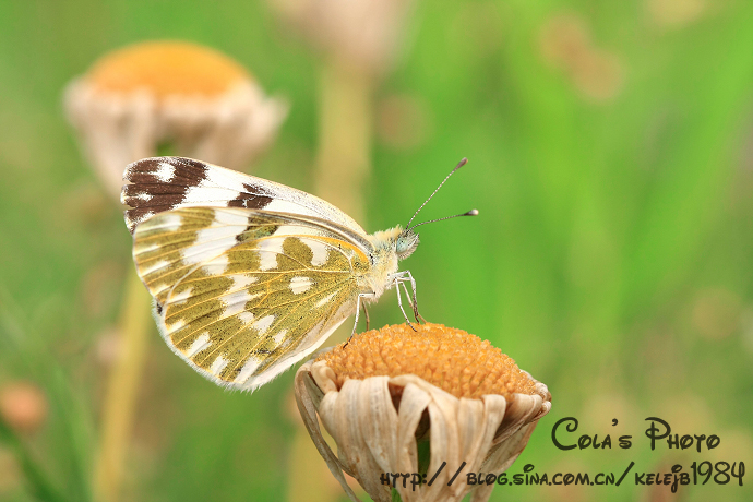 云斑粉蝶
