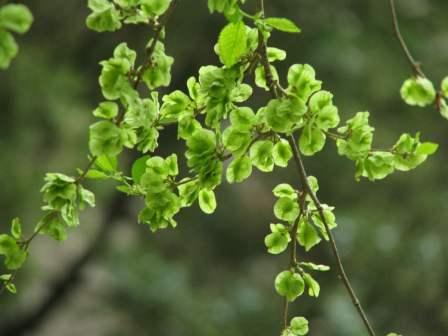 榆钱（荨麻目榆科植物）_百度百科