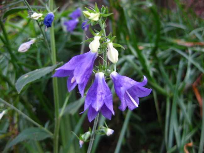  p>细叶沙参,又称 a href="#" data-lemmaid="2547766">兰花参 /a>,是