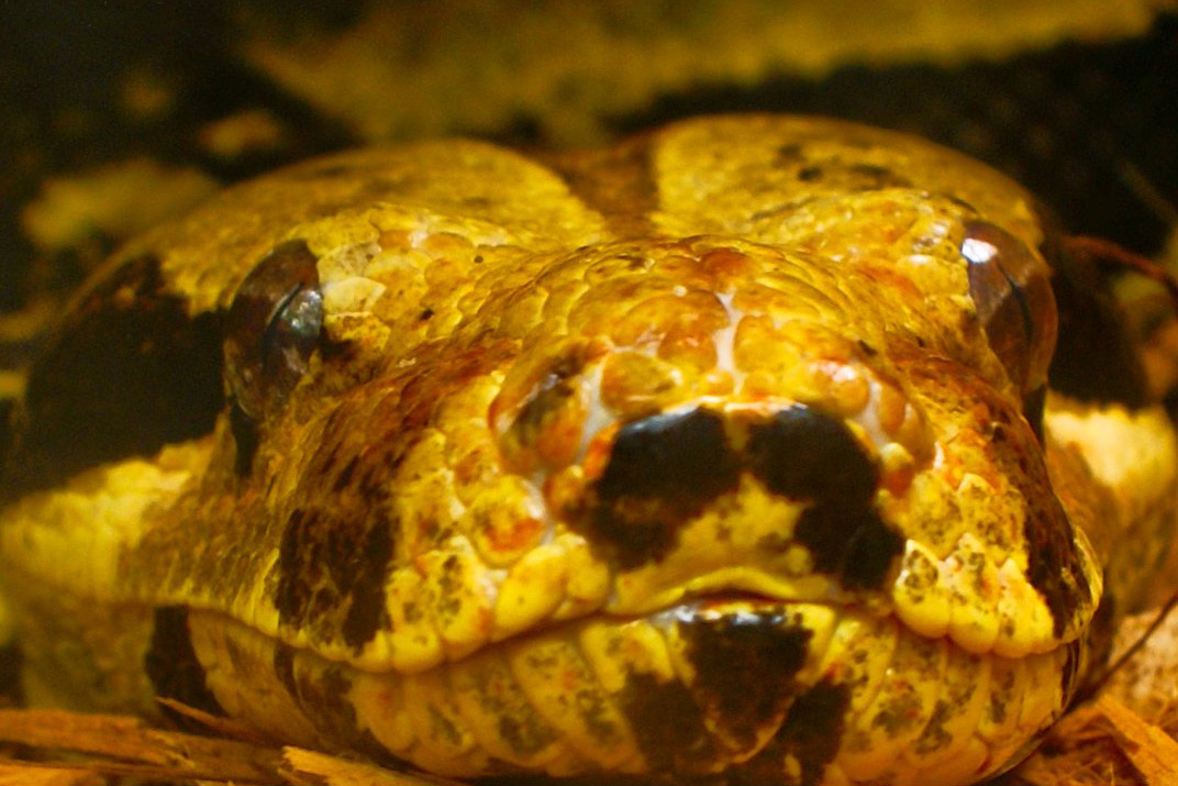 蚺亚科包括蚺和沙蟒,二者有时也