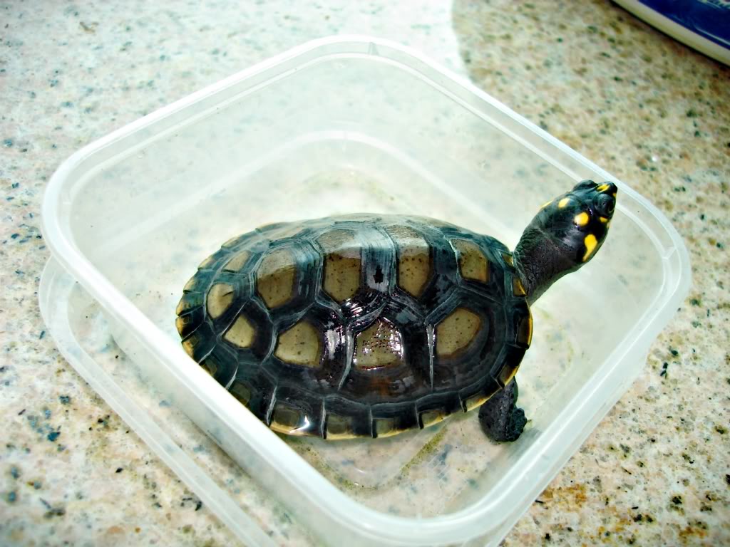  p>黄头侧颈龟(学名: i>podocnemis unifilis /i>)是侧颈龟科,南美侧