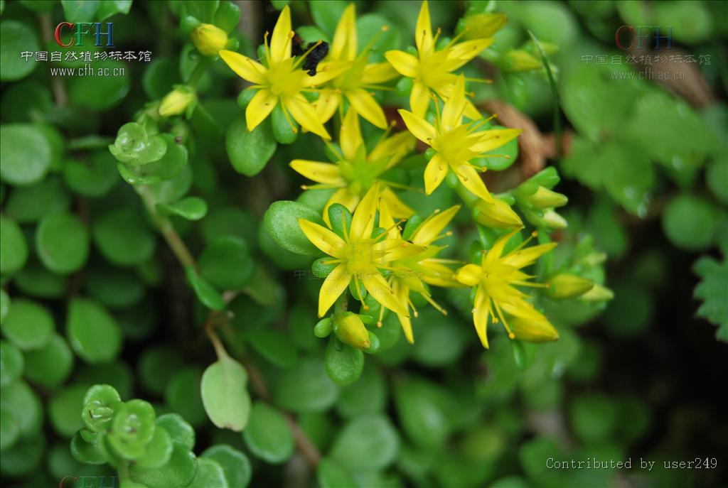  p>圆叶景天( i>sedum sieboldii /i>), a target="_blank" href="