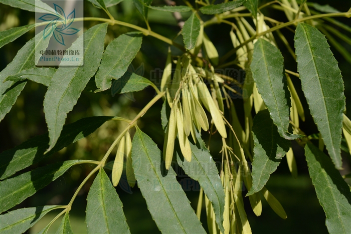  p> b>狭叶梣 /b>( a href="#" data-lemmaid="8074290">学名 /a>: i>