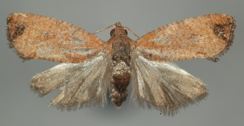 荔枝异型小卷蛾