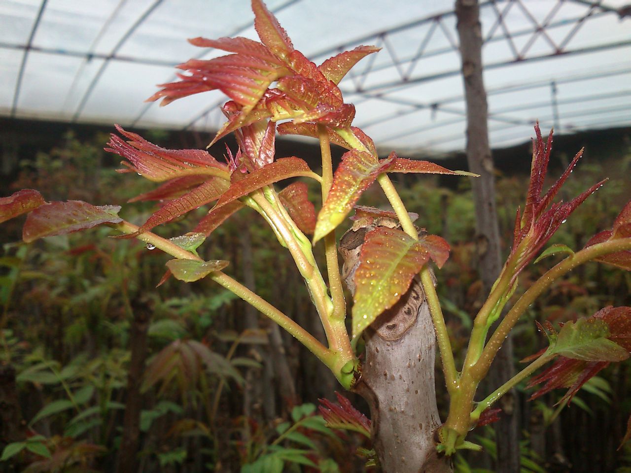  p>香椿(学名: i>toona sinensis /i>)又名香椿芽,香桩头,大红椿树,椿