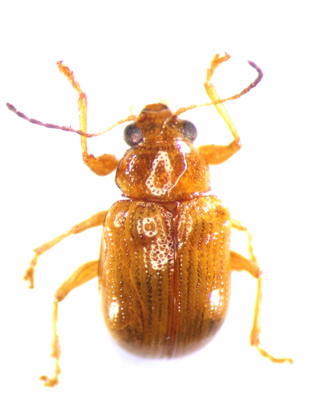 凹腹角胸肖叶甲