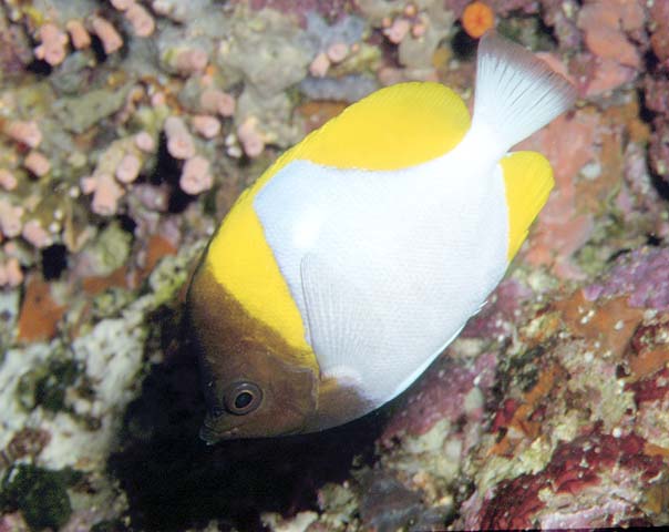  p>霞蝶鱼,学名: i> /i> i>hemitaurichthys zoster  /i>(bennett