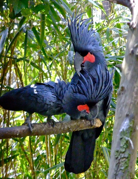  p>棕榈凤头鹦鹉指名亚种脸裸露,是典型的 a target="_blank" href="