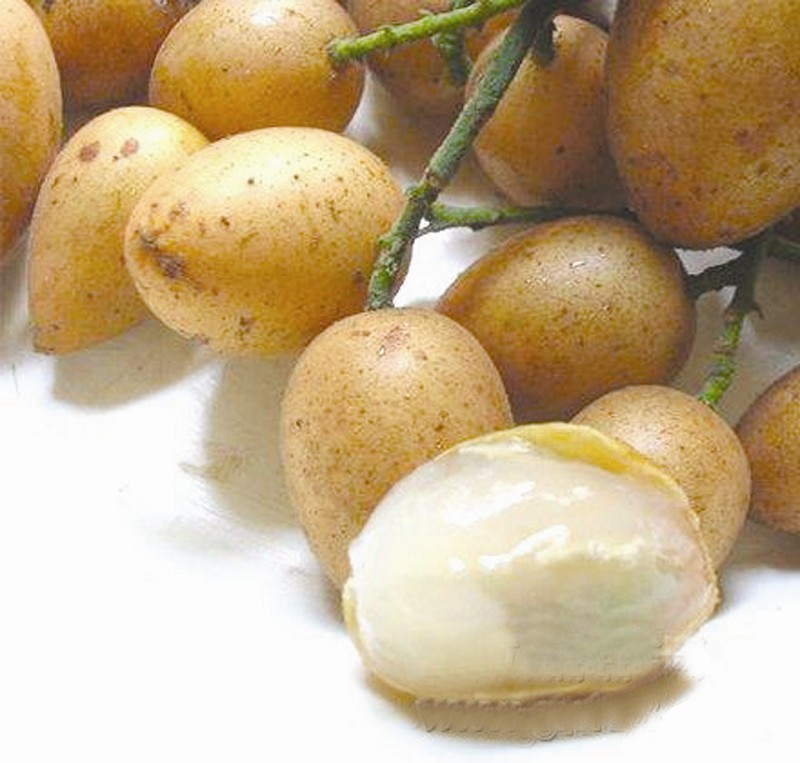  p>黄皮〔学名: i>clausena lansium /i> (lour.