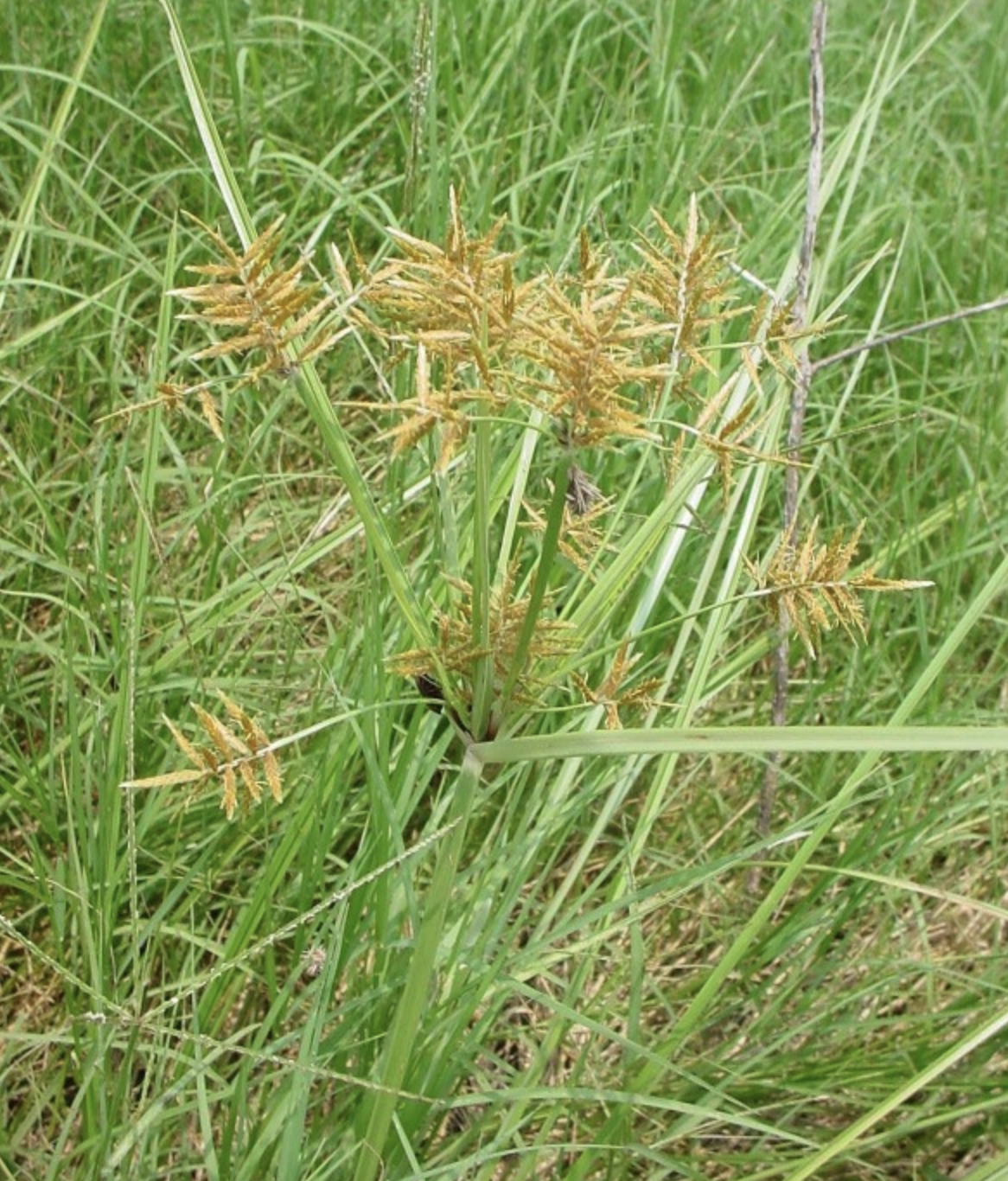 cyperus esculentus l