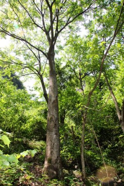  p>红椿宁洱家系06号为一株位于云南宁洱的红椿,保存单位为普洱市林业